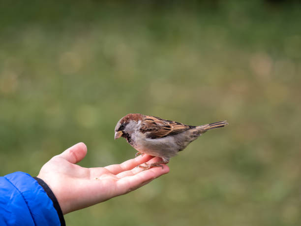istock The boy feeds the birds with seeds from his hand. Sparrow eats seeds from the boy's hand 1444234792