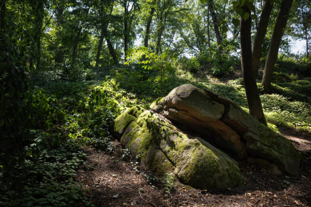 istock Large stones overgrown with moss in a forest with dense vegetation on a sunny summer day 1444235183