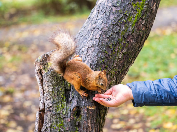istock The boy feeds a squirrel with nuts from a hand in the wood 1444236509