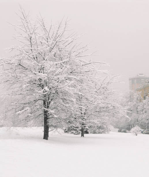 Winter landscape in the city. Trees under the snow on a cloudy day, roads with cars and houses.