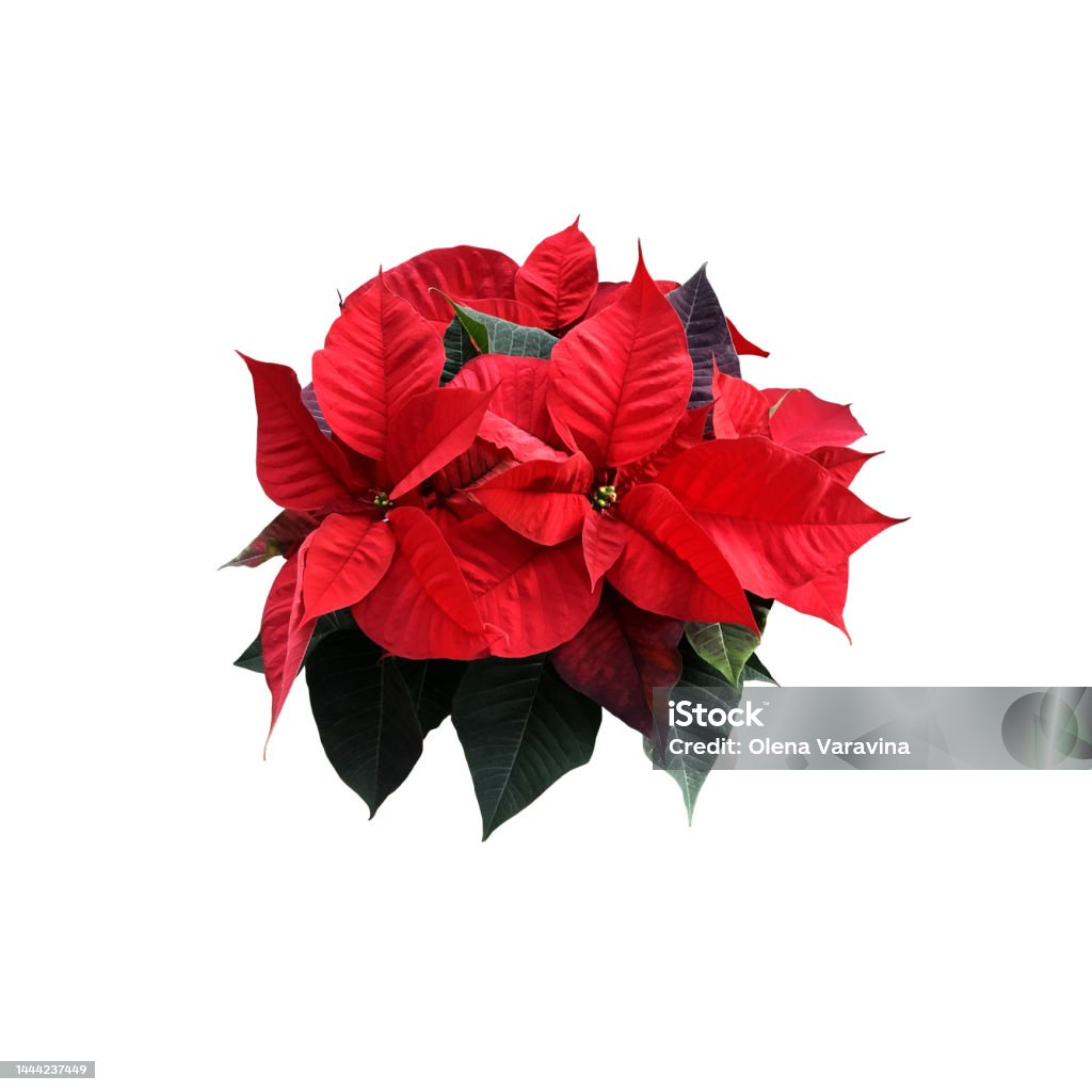 Red poinsettia traditional Christmas flower isolated cut out object, bright seasonal decoration for winter holidays, clipping path Poinsettia Stock Photo
