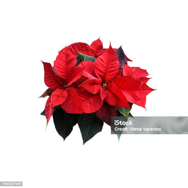 Red Poinsettia Traditional Christmas Flower Isolated Cut Out Object Bright Seasonal Decoration For Winter Holidays Clipping Path Stock Photo - Download Image Now