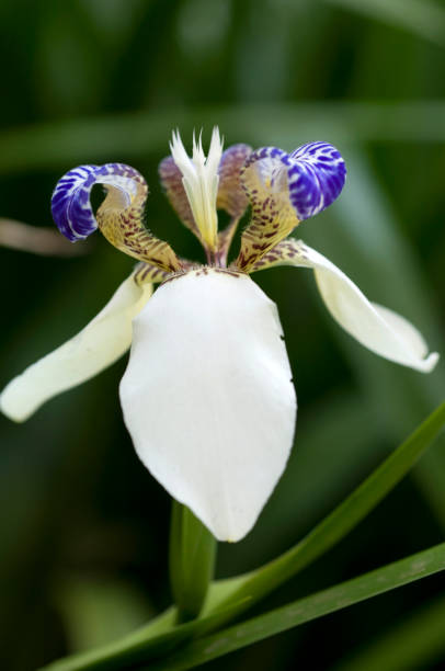 istock Orchids, treasures of nature. 1444239003