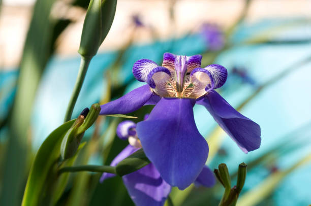 istock Orchids, treasures of nature. 1444239007