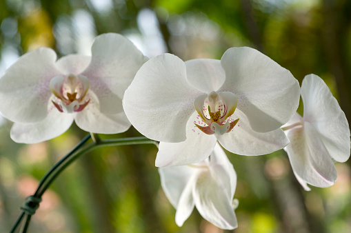 Blossoming branch of purple orchids on a white background