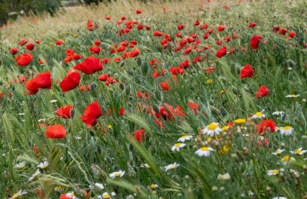 istock poppies and daisies 1444239817