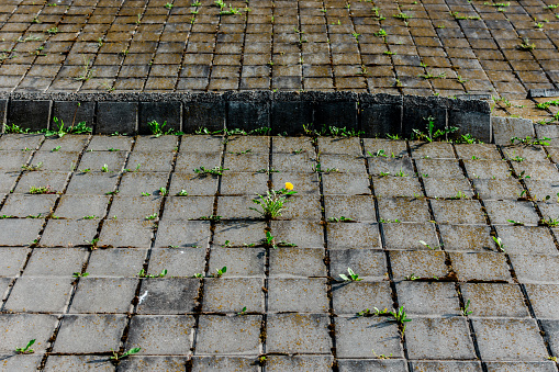 Tiled stonework surface with weed and a dandelion growing from it