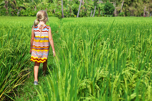 Nature walk in green rice terrace. Little kids trekking by path with beautiful view of Balinese traditional fields. Travel adventure with child, family vacation in Bali, Indonesia