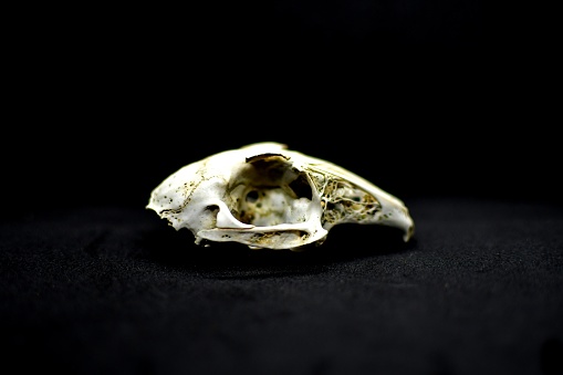 white rabbit skull skeleton on black background without teeth