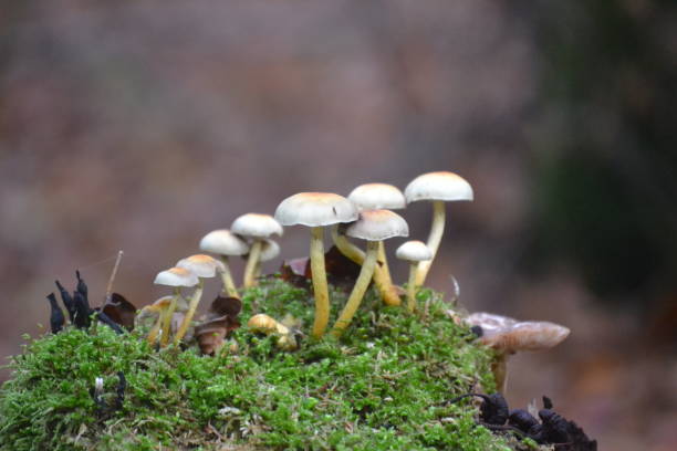 istock Colonies of mushrooms on a tree trunk 1444245271