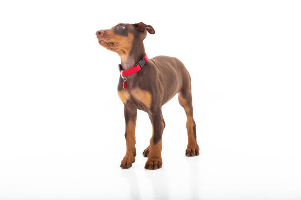istock Brown Doberman puppy in photo studio and white background. 1444245711