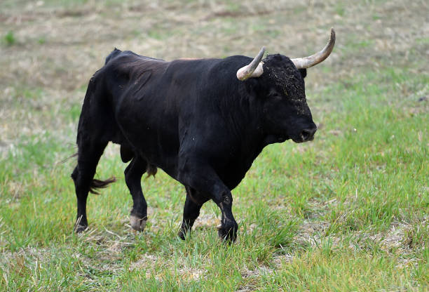 Black Bull On The Field Stock Photo - Download Image Now