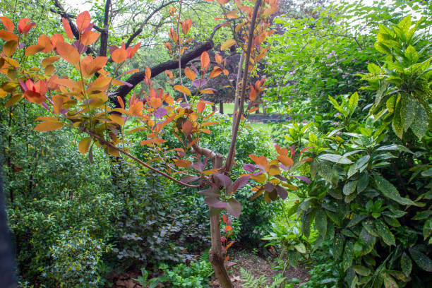 Cotinus coggygria and aucuba japonica in Monceau park in Paris Cotinus coggygria and aucuba japonica in Monceau park in Paris in free of charge public park Monceau in Paris. Monceau is an elite area. Parc Monceau has statues and picnic spots in the 7th arrondissement of Paris.
Gorgeous utumn leaf color! smoke bush blooming stock pictures, royalty-free photos & images