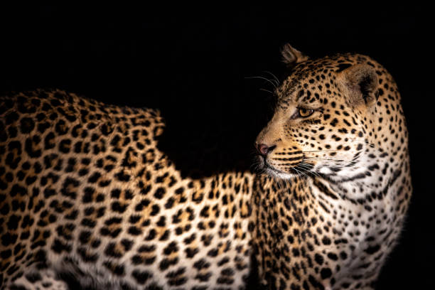 istock Leopard hunting in Sabi Sands Game Reserve 1444248027