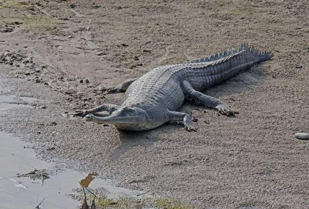 gharial (gavialis gangeticus) - gavial photos et images de collection