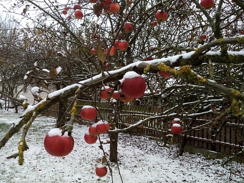 Intentional Frost on Fruit Trees in Orchard in the Morning for Protection From Cold and Frost in the Future.