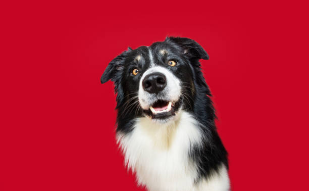 istock Portrait happy and smiling border collie dog looking at camera. Isolate don red colored background 1444252732