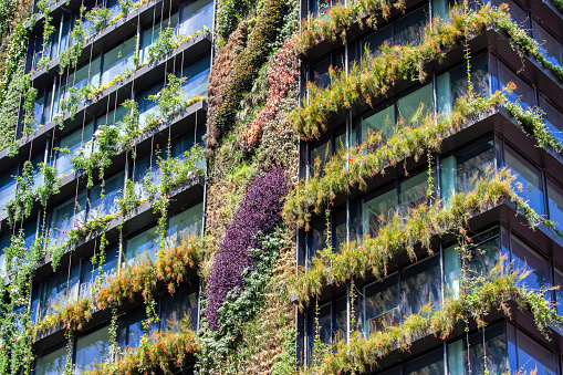 Closeup apartment building with vertical gardens, Green wall-BioWall or living wall is a wall covered with living plants on residential tower in sunny day, Sydney Australia, full frame horizontal composition