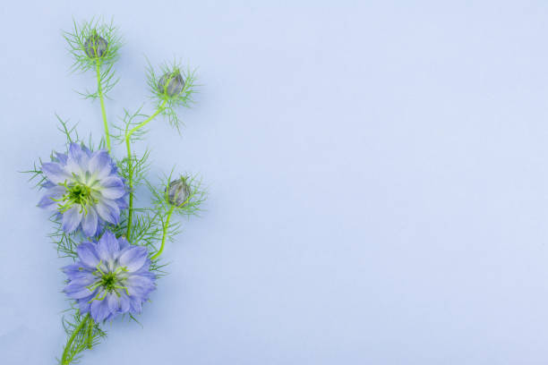 istock photo of beautiful  spring blue cornflowers 1444254898