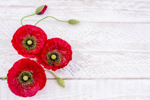 istock Pink  red poppy  flowers in spring 1444254927