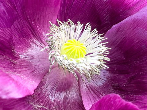 Horizontal high angle extreme closeup photo of the centre of a bright pink and mauve Poppy flower growing in an organic garden in Armidale, New England high country, in Spring.