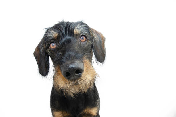 istock Cute dachshund puppy dog tilting head side. Isolated on white background 1444255190