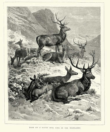 Vintage illustration Deer on a sunny hill side in the Scottish Highlands, Victorian wildlife art, 1870s 19th Century