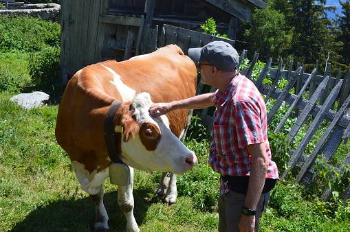 Mann trifft eine Kuh in Südtirol