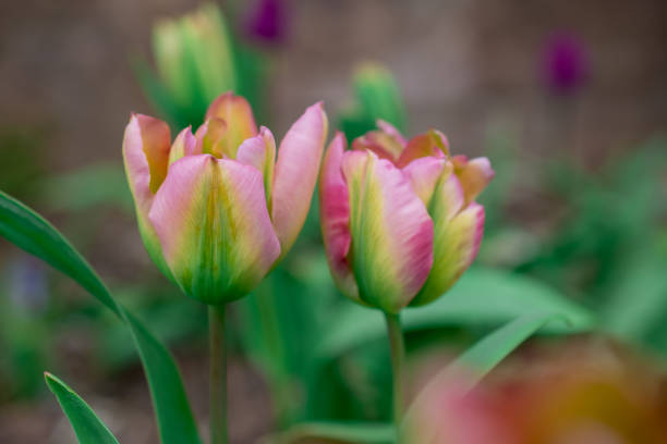 Open tulips in spring garden