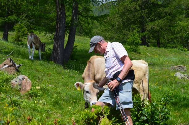 istock Man petting a cow in Southtyrol 1444255817