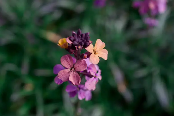 Wallflower- Erysimum flower in spring garden