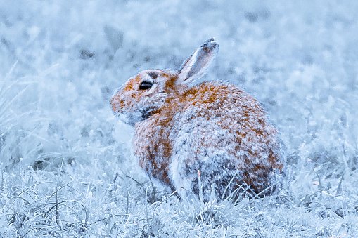 Rabbit in the snow