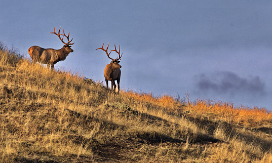 Two bull elk with large antler racks stand high on slope along Praire Drive in Bison Range on Flathead Indian Reservation in Montana