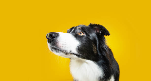 istock Profile attentive and concentrate border collie dog looking side. Isolated on yellow background 1444257527