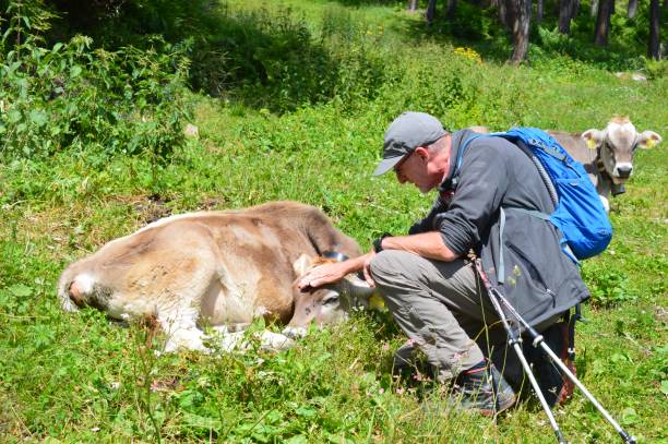 istock Man petting a cow in Southtyrol 1444257889