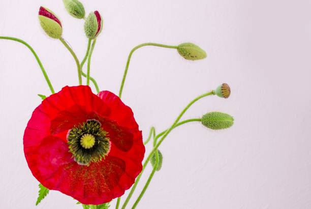 istock Pink  red poppy  flowers in spring 1444258562