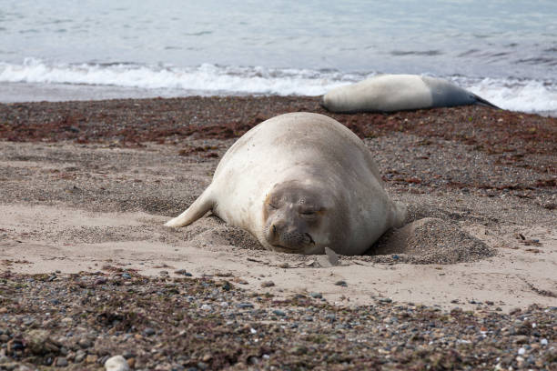 istock Elephant seals on Isla Escondida beach, Patagonia, Argentina 1444258632