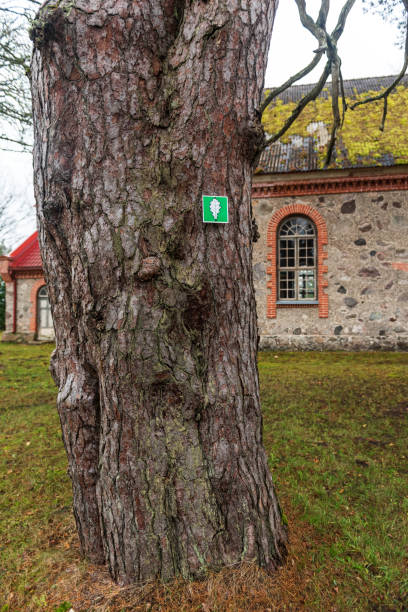istock Monumental pine tree in Darte, Latvia. 1444258755