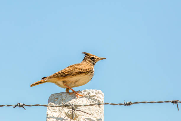 Male Crested Lark in the bush. copy space. Male Crested Lark in the bush. copy space galerida cristata stock pictures, royalty-free photos & images