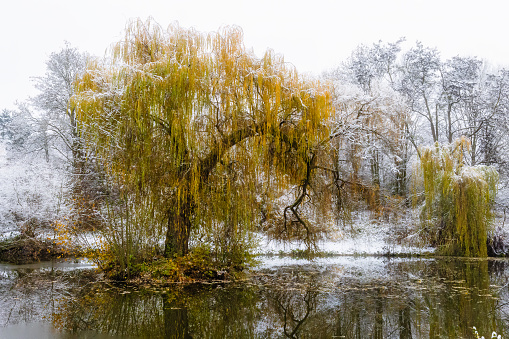 Willow tree standing by a river covered in snow