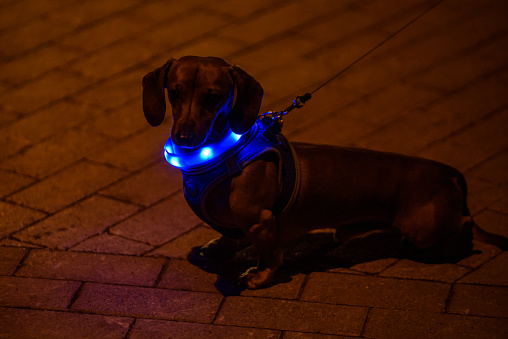 Dachshund dog in the dark with a blue, glow-in-the-dark leash.