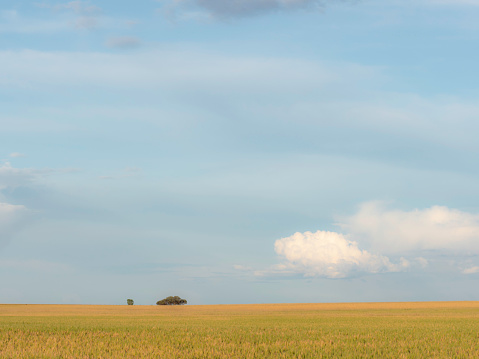 Distant tree in wide wheat field remote regional Victoria