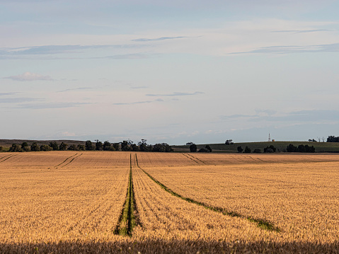 Wheat field at sunset in The Mallee regional Victoria