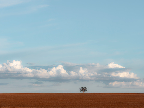 Single tree with cloud in dirt field