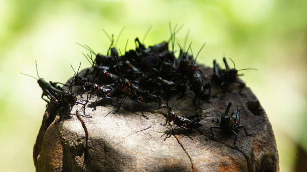 istock Black and orange grasshoppers gathered 1444261856