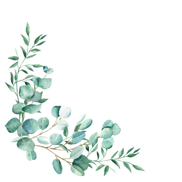 istock Watercolor foliage bouquet, corner. Eucalyptus and pistachio branches. Hand drawn botanical illustration isolated on white background. Can be used for greeting cards, wedding and baby shower nvitations, prints. 1444262074