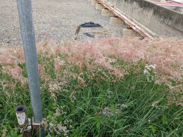 dziki kwiat jako rama przed zbiornikiem na wodę w elektrowni semarang. - buffer storage zdjęcia i obrazy z banku zdjęć