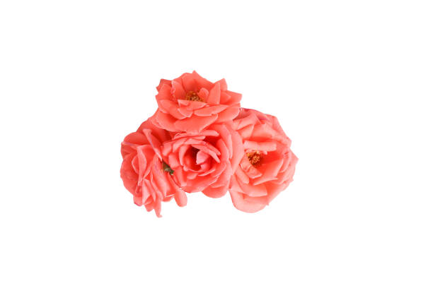 istock Bouquet of roses isolated on a white background. 1444271358