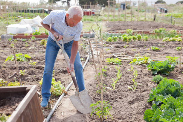 istock Senior man growing cabbage at farm 1444276962