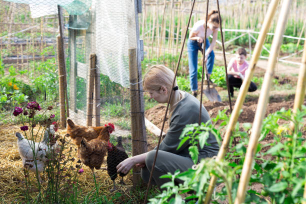 istock Female farmer checking poultry in her husbandry 1444278048
